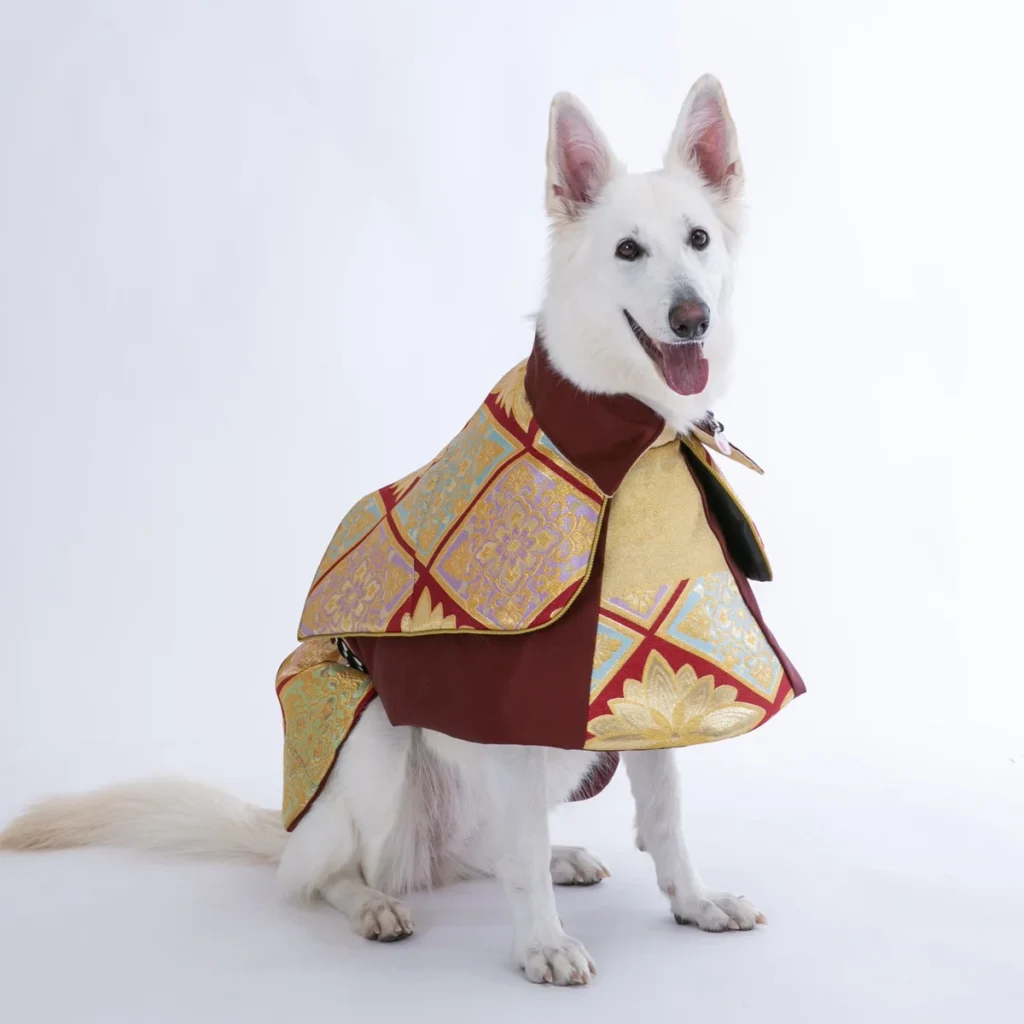 西陣織の帯をリメイクした豪華な和装ペット衣装をまとい座る白い犬。
