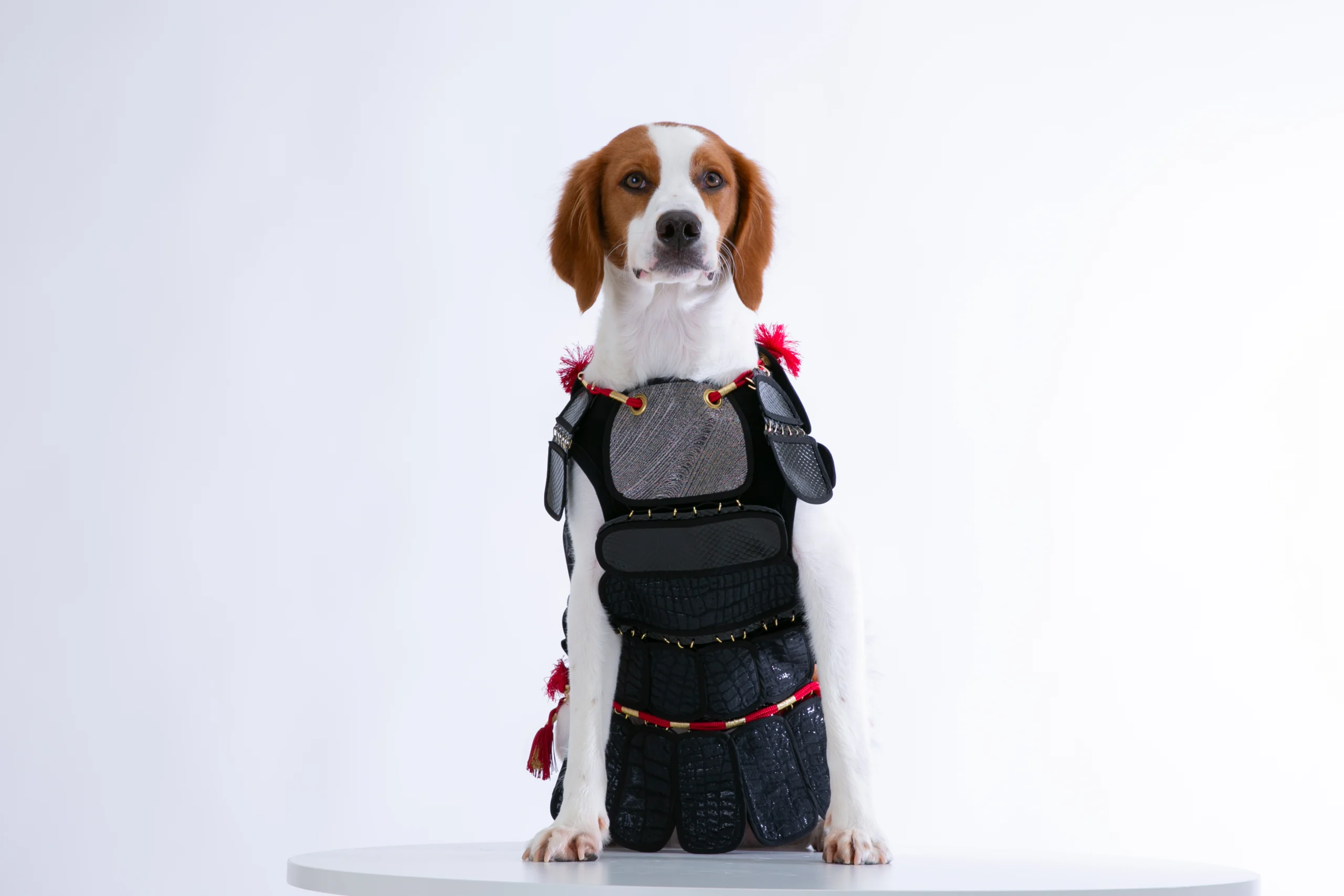 西陣織帯をリメイクした、黒い鎧風の和装ペット衣装を身につけた犬。