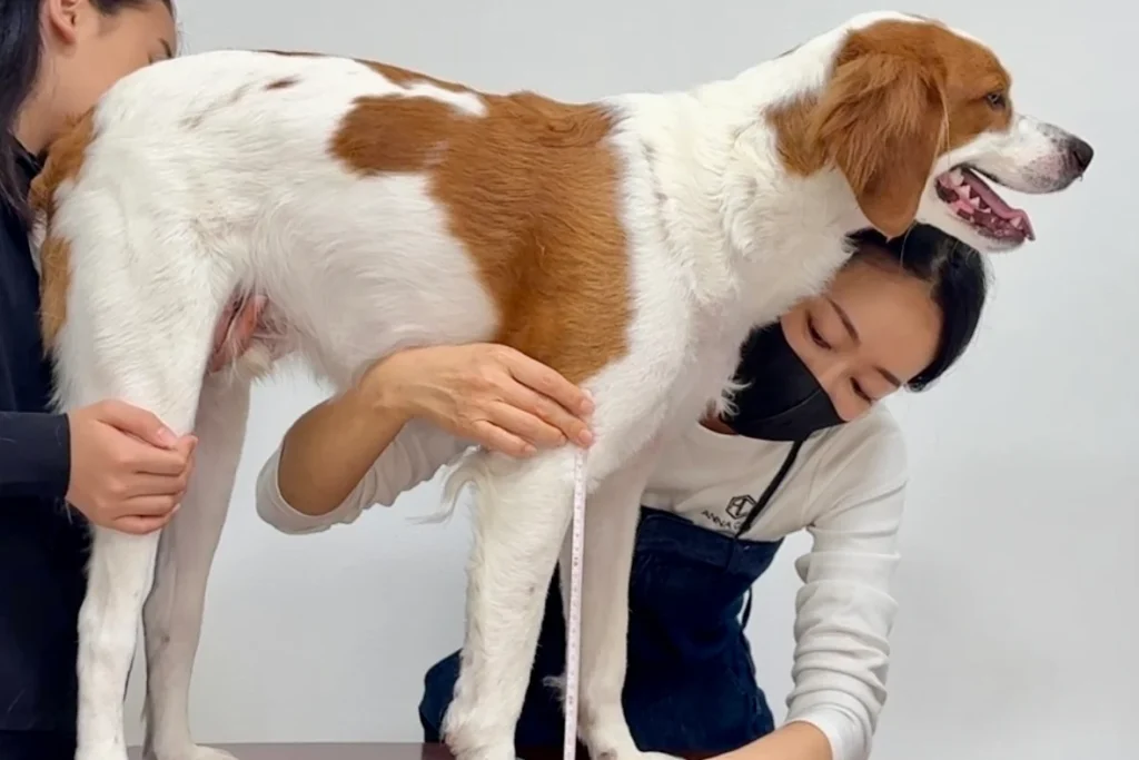 愛犬にぴったりの和装ペット衣装を仕立てるため、ANNACANEのスタッフが犬のサイズを丁寧に採寸する様子。